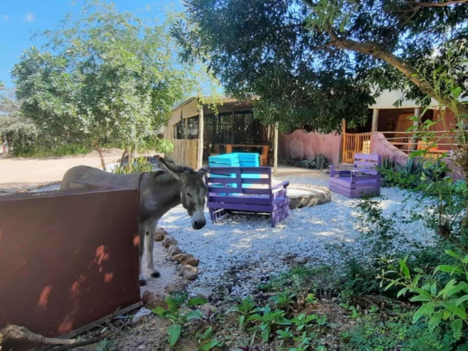 Shik Shack Backpackers Guernsey Nature Reserve