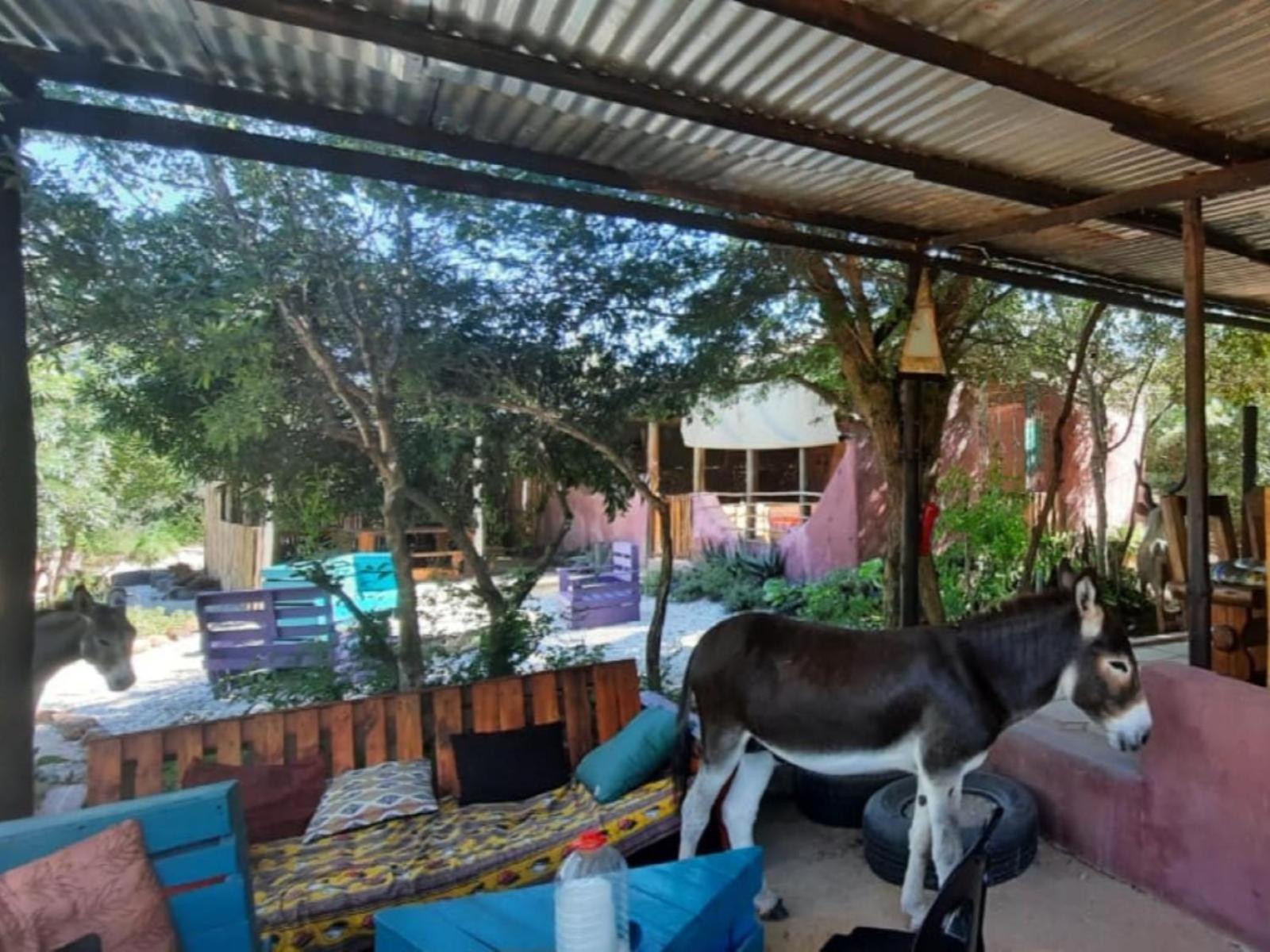 Camping Shik Shack Backpackers